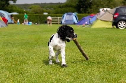 Cotswolds Camping